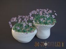 3d-модель Цветы в больших горшках