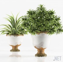3d-модель Два растения в красивых горшках