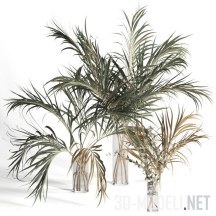 3d-модель Пальмовые листья и эвкалипт в вазах