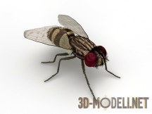 3d-модель Муха