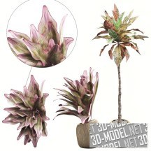 3d-модель Два растения с пестрыми листьями