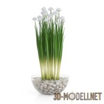 3d-модель Цветущий лук в прозрачной вазе