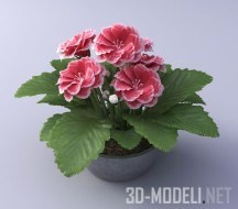 3d-модель Розовая глоксиния