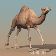 3d-модель Верблюд с анимациями