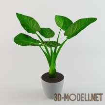 3d-модель Комнатное растение калла