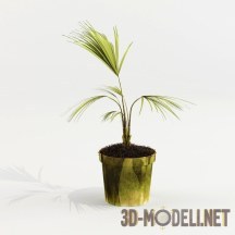 3d-модель Пальма Вашингтония
