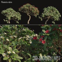 3d-модель Плюмерия красная (дерево Франджипани)
