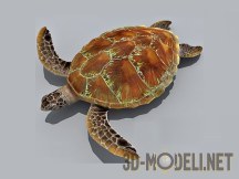 3d-модель Черепаха Low-Poly