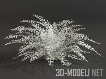 3d-модель Якобея приморская