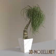 3d-модель Комнатное растение нолина