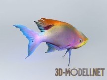 3d-модель Аквариумная рыбка «Pelvicachomis»