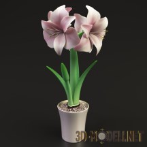 3d-модель Растение гиппеаструм