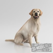 3d-модель Собака породы Ретривер