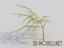 3d-модель Дерево Альбиция