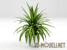 3d-модель Комнатное растение