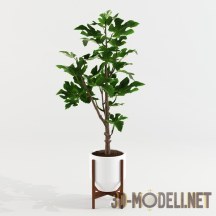 3d-модель Фиговое дерево – инжир