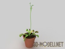 3d-модель Растение Росянка