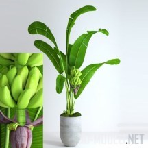 Растущий банан в горшке и мох