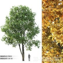 3d-модель Дерево клен в трех сезонах