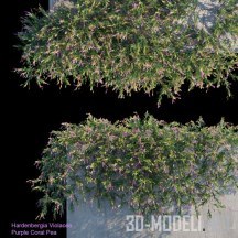 Декоративное растение Purple Coral Pea