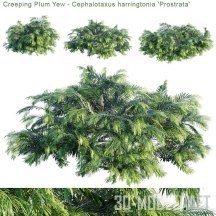 Растение Creeping Plum Yew