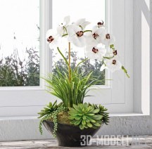 3d-модель Орхидея и суккуленты в горшке