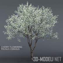 3d-модель Цветущая вишня 4.5 м