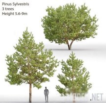 Pinus Sylvestris (3 дерева 5.6-9м)