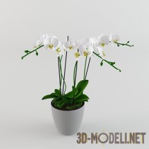 Белая орхидея Фаленопсис
