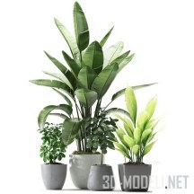 3d-модель Растения в серых горшках, с пальмой