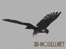 3d-модель Птица сокол