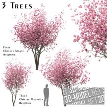 3d-модель Три цветущие розовые китайские магнолии