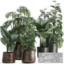 3d-модель Растения в горшках с отделкой «чугун» и «старая медь»
