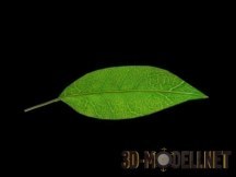 3d-модель Зеленый листик
