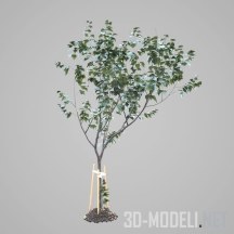3d-модель Деревца с подпорками