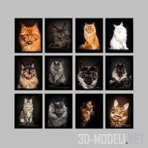 3d-модель 14 фото котов от Robert Sijka
