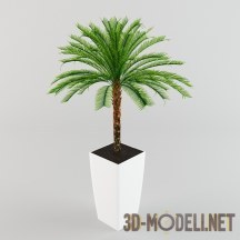 3d-модель Невысокая пальма цикас