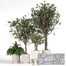 3d-модель Растения в гофрированных белых горшках