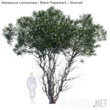 Чайное дерево Melaleuca Lanceolata
