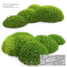 3d-модель Кусты бирючины Ligustrum