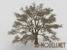 3d-модель Оливковое дерево