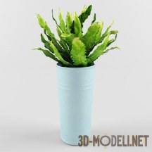 3d-модель Комнатное растение асплениум