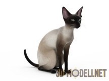 3d-модель Традиционная сиамская кошка
