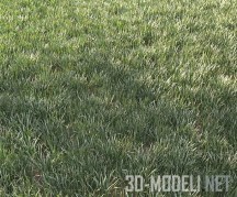 3d-модель Невысокая газонная трава