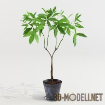 3d-модель Комнатное растение Pachira Aquatica
