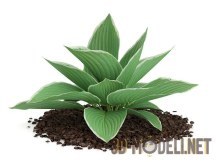 3d-модель Растение  Хоста киесумиенская