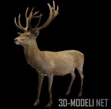3d-модель Настороженный олень