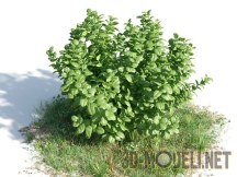 Растение Ficus Microcarpa