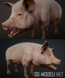 3d-модель Грязная свинья