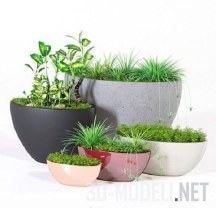 3d-модель Горшки от Pottery Barn с растениями